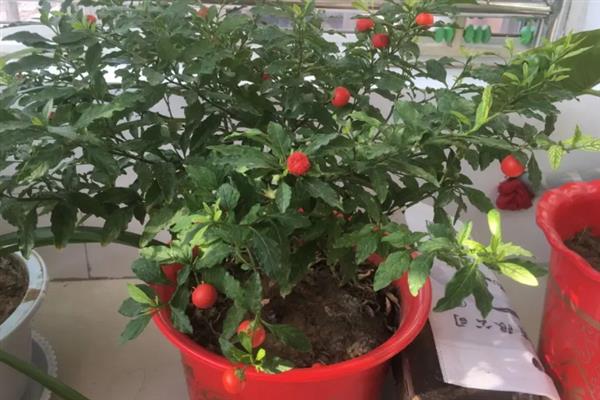 珊瑚豆怎么养殖，春夏秋三季要遮阴防晒