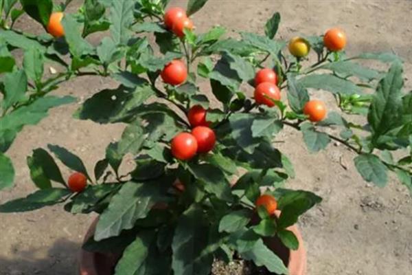 珊瑚豆怎么养殖，春夏秋三季要遮阴防晒