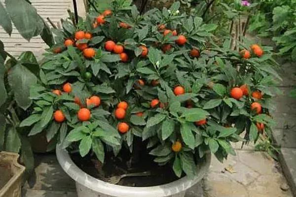 珊瑚豆怎么养殖，春夏秋三季要遮阴防晒