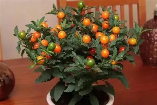 珊瑚豆怎么养殖，春夏秋三季要遮阴防晒