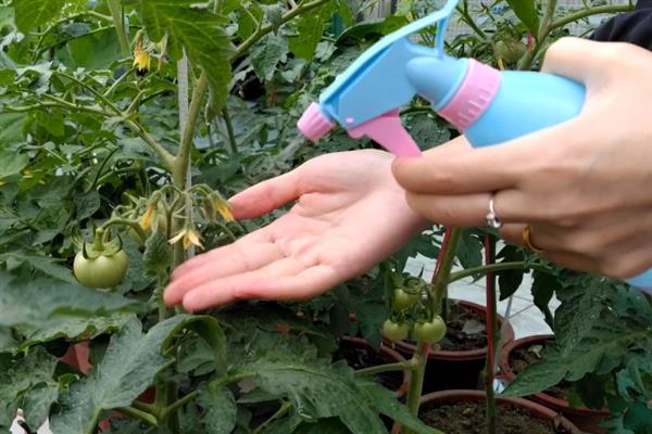 西红柿如何施用农药，首先要选择合适的农药
