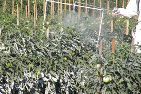 西红柿如何施用农药，首先要选择合适的农药