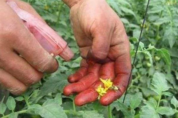 西红柿如何施用农药，首先要选择合适的农药