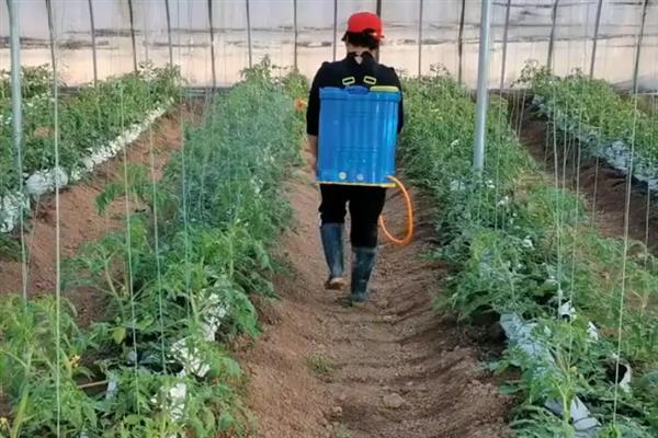 西红柿如何施用农药，首先要选择合适的农药