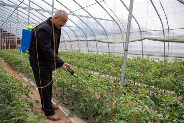 西红柿如何施用农药，首先要选择合适的农药
