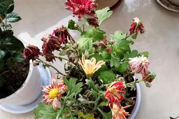 荷兰菊开完后如何养护，将残花连同花茎一起剪除可节省养分