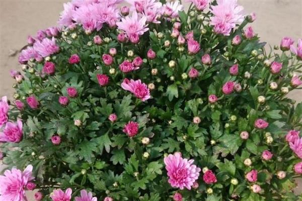 荷兰菊开完后如何养护，将残花连同花茎一起剪除可节省养分
