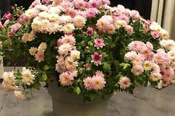 荷兰菊开完后如何养护，将残花连同花茎一起剪除可节省养分