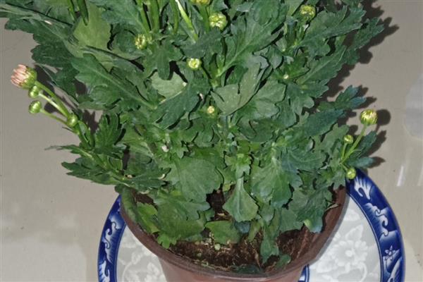 荷兰菊开完后如何养护，将残花连同花茎一起剪除可节省养分
