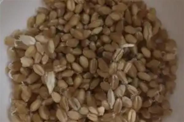 小麦种子的亩用量，每亩需要播种15斤