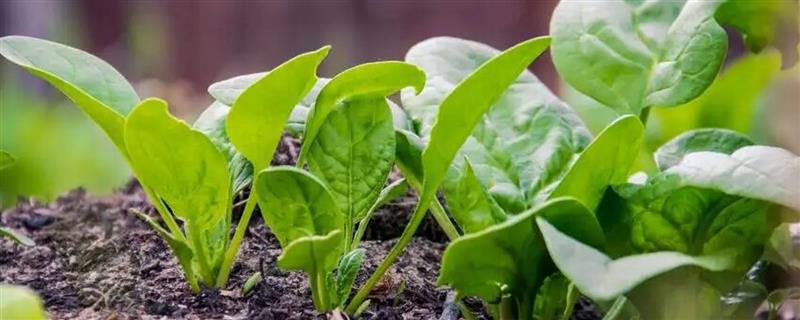 菠菜出苗后死亡的原因，品种问题或种植不当均会导致