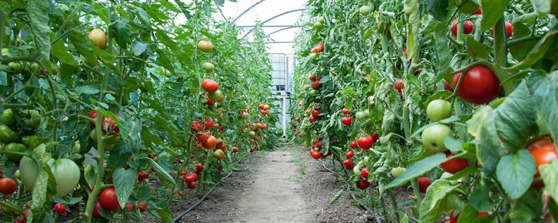 西红柿开花后就黄掉如何处理，营养不足时追施磷钾肥可提高坐果率