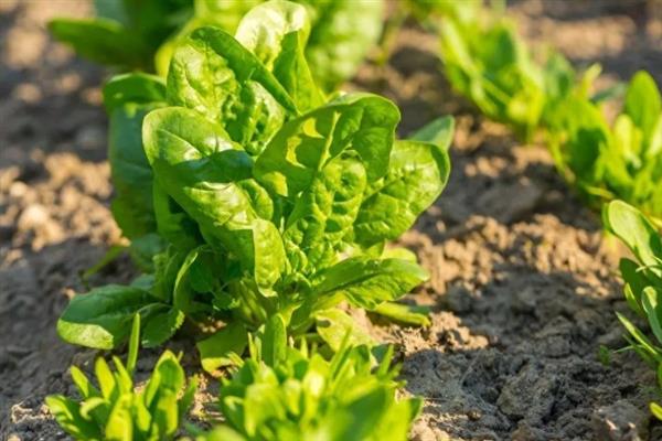 菠菜出苗后死亡的原因，品种问题或种植不当均会导致