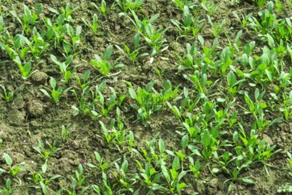 菠菜出苗后死亡的原因，品种问题或种植不当均会导致