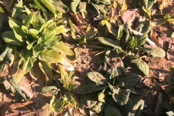 菠菜出苗后死亡的原因，品种问题或种植不当均会导致