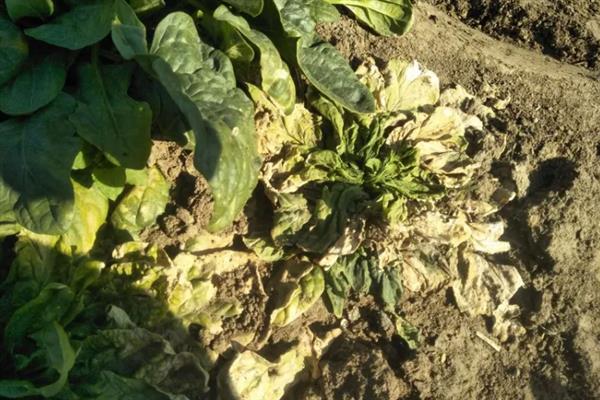 菠菜出苗后死亡的原因，品种问题或种植不当均会导致
