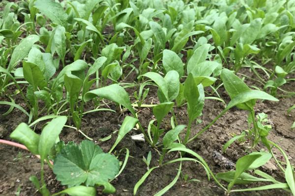 菠菜出苗后死亡的原因，品种问题或种植不当均会导致