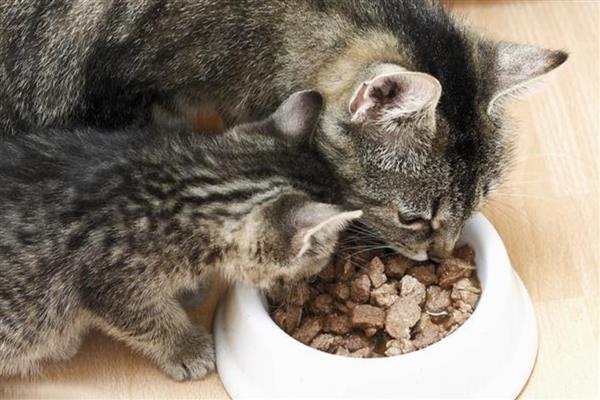 给猫咪喂食猫草片的作用，可帮助猫咪将体内堆积的毛球