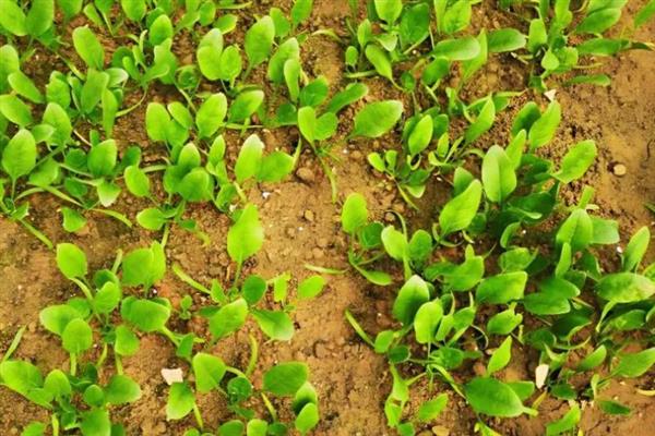 菠菜出苗后死亡的原因，品种问题或种植不当均会导致
