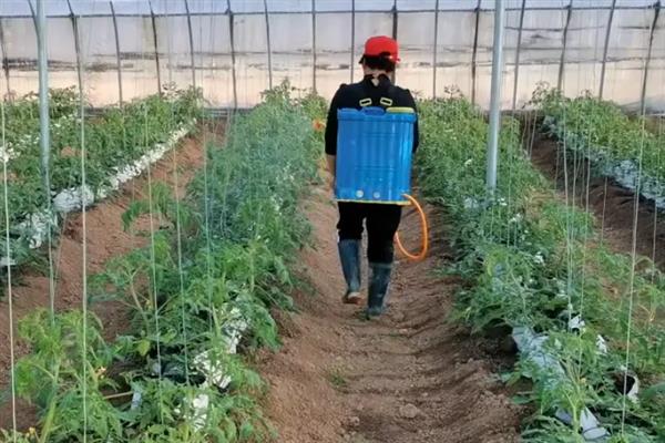 西红柿开花后就黄掉如何处理，营养不足时追施磷钾肥可提高坐果率