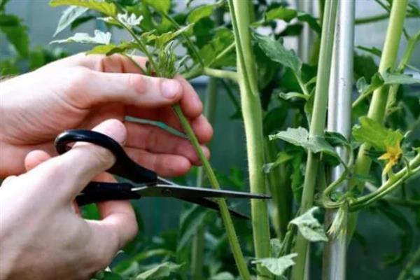 西红柿开花后就黄掉如何处理，营养不足时追施磷钾肥可提高坐果率