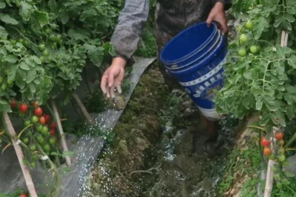 西红柿开花后就黄掉如何处理，营养不足时追施磷钾肥可提高坐果率