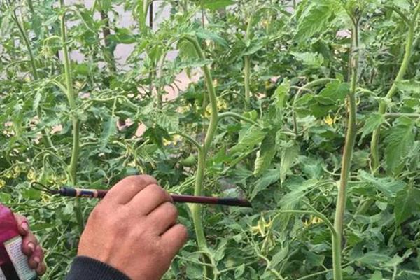 西红柿开花后就黄掉如何处理，营养不足时追施磷钾肥可提高坐果率