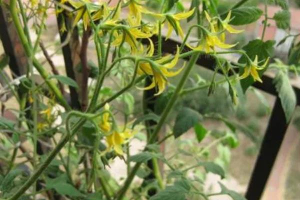 西红柿开花后就黄掉如何处理，营养不足时追施磷钾肥可提高坐果率