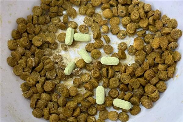 给猫咪喂食猫草片的作用，可帮助猫咪将体内堆积的毛球
