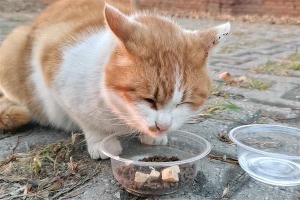 给猫咪喂食猫草片的作用，可帮助猫咪将体内堆积的毛球