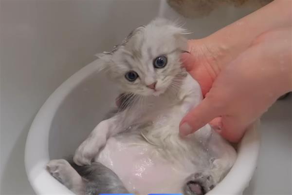 给猫咪喂食猫草片的作用，可帮助猫咪将体内堆积的毛球