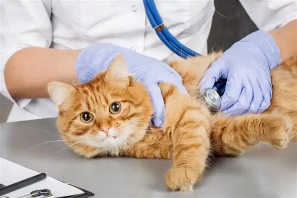 给猫咪喂食猫草片的作用，可帮助猫咪将体内堆积的毛球