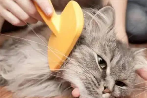 给猫咪喂食猫草片的作用，可帮助猫咪将体内堆积的毛球