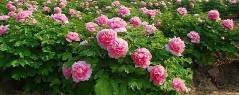 北方耐寒多年生庭院花卉有哪些，有牡丹花、海棠花等