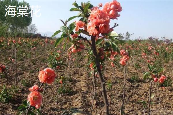 北方耐寒多年生庭院花卉有哪些，有牡丹花、海棠花等
