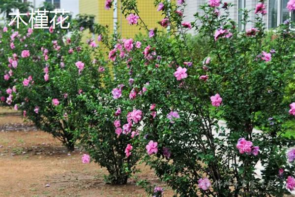 北方耐寒多年生庭院花卉有哪些，有牡丹花、海棠花等