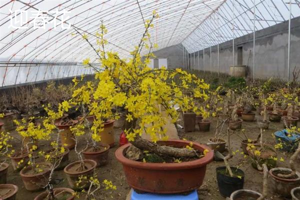 北方耐寒多年生庭院花卉有哪些，有牡丹花、海棠花等