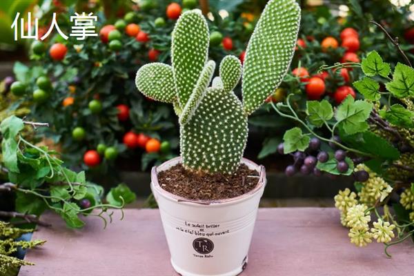 北方耐寒多年生庭院花卉有哪些，有牡丹花、海棠花等