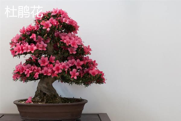 北方耐寒多年生庭院花卉有哪些，有牡丹花、海棠花等