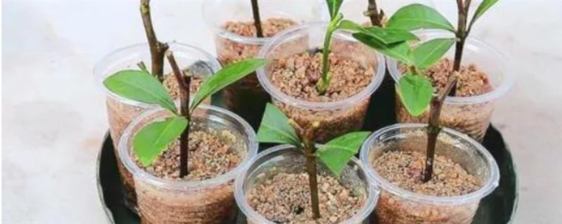 栀子花的扦插方法，最好是在开花前进行