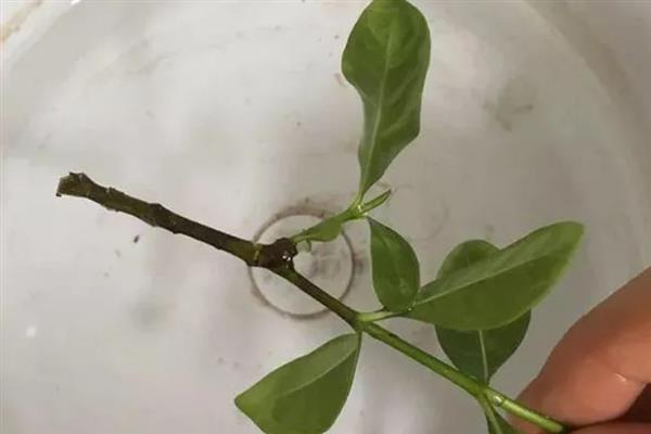 栀子花的扦插方法，最好是在开花前进行