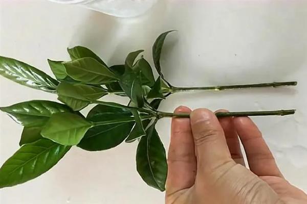 栀子花的扦插方法，最好是在开花前进行