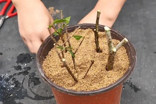 栀子花的扦插方法，最好是在开花前进行
