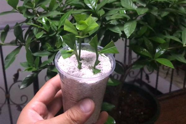 栀子花的扦插方法，最好是在开花前进行