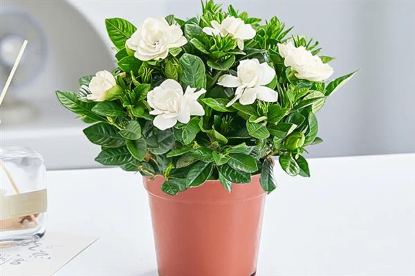 栀子花的扦插方法，最好是在开花前进行