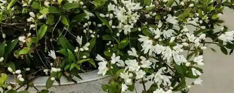 珍珠梅盆景如何养护，生长季节每隔20天追肥一次