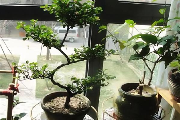 珍珠梅盆景如何养护，生长季节每隔20天追肥一次