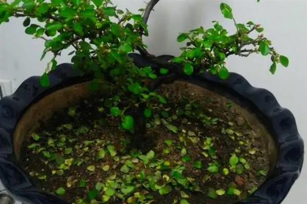 珍珠梅盆景如何养护，生长季节每隔20天追肥一次