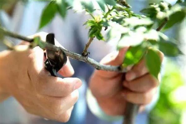 珍珠梅盆景如何养护，生长季节每隔20天追肥一次