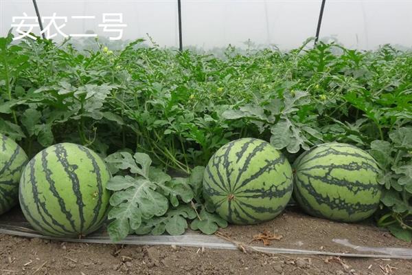 哪种西瓜品种好吃又甜，推荐麒麟西瓜、安农二号等
